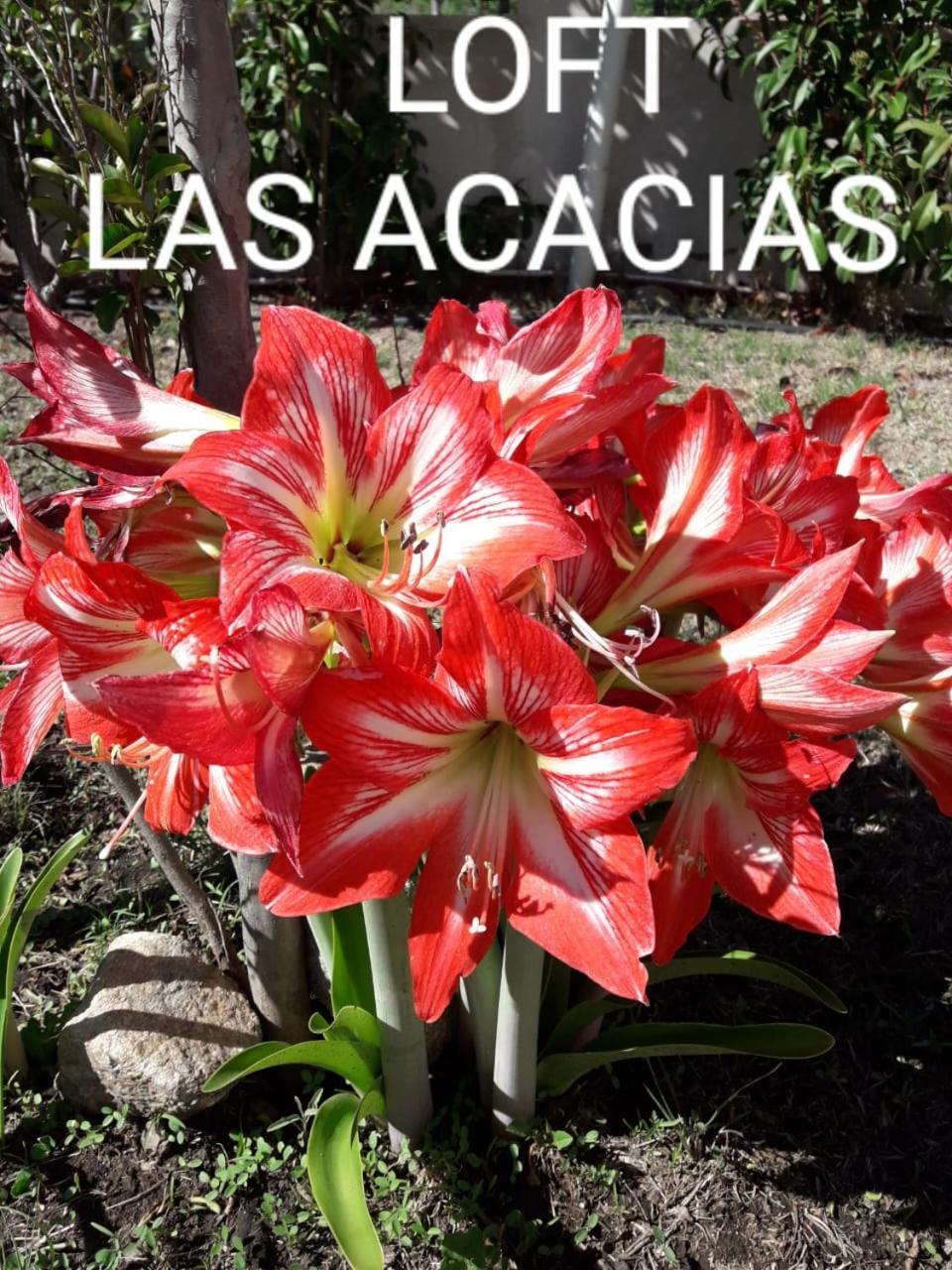 Loft Las Acacias Potrero de los Funes Exteriér fotografie